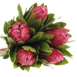  İthal Protea Brenda (5 Dal-50cm)