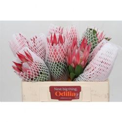  İthal Protea Cy Clare (5 dal-60 cm)