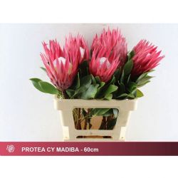  İthal Protea Cy Madiba (5dal-60cm)