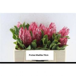  İthal Protea Cy Madiba (5dal-70cm)