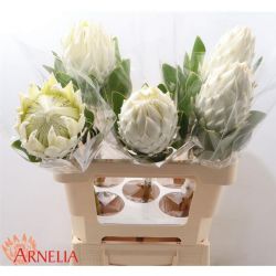  İthal Protea Cynaroides Arctic Ice (5dal-60cm)