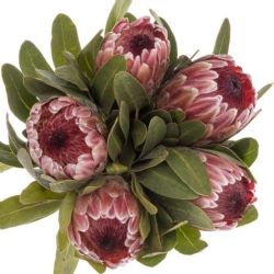  İthal Protea Pink Ice (5dal-50cm)