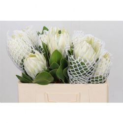  İthal Protea Whıte (5 dal-70 cm)