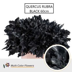  İthal Rubra Quercus Black (20 dal - 60 cm)
