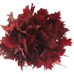  İthal Rubra Quercus Bodeaux (20 dal - 60 cm)