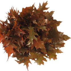  İthal Rubra Quercus Orange (20 dal - 80 cm)