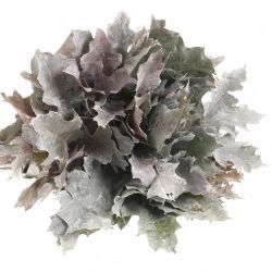  İthal Rubra Quercus Paint White (20 dal-80cm)