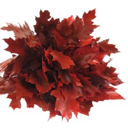  İthal Rubra Quercus Red (20 dal - 60 cm)