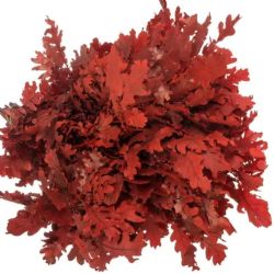  İthal Rubra Quercus Red (20 dal - 80 cm)
