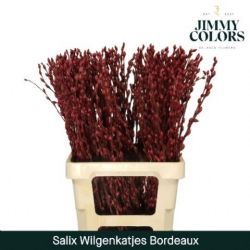 İthal Salix Ca Snow Flake Bordeaux  (10 dal-70cm)