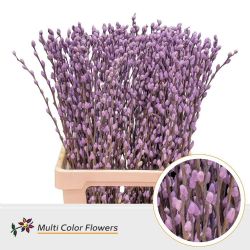  İthal Salix Ca Snow Flake Milka (10 dal-70cm)