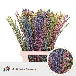  İthal Salix Ca Snow Flake Pastelmix (10 dal-70cm)