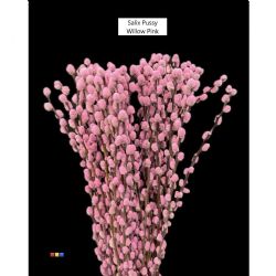 İthal Salix Ca Snow Flake Pink (10 dal-70cm)