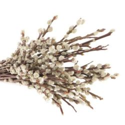  İthal Salix Ca Snowflake (Gümüş-10 dal-90cm)