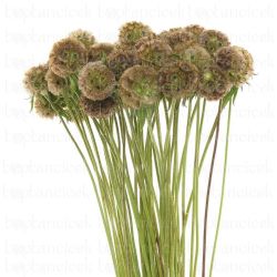  İthal Scabiosa Stellat (20dal-70cm)