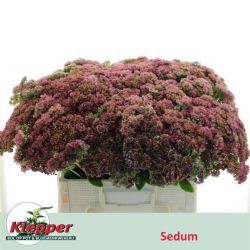  İthal Sedum Spectabile (10 dal-55cm)