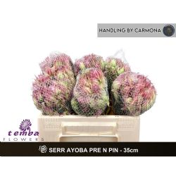  İthal Serruria Ayoba Pre Pink  (10dal-35cm)