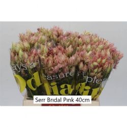  İthal Serruria Bridal Pink (10dal-40cm)