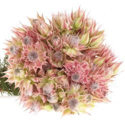  İthal Serruria Sugar 'n Spice (10dal-40cm)