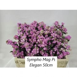  İthal Symphoricarpos Mag Pi Elegance (10 Dal-50cm)