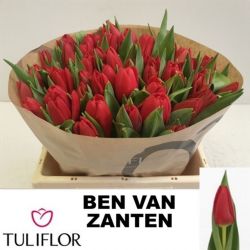 İthal Tulipa Ben Van Zanten (Lale-50 dal-35cm)