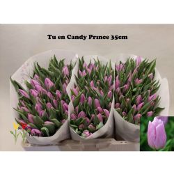  İthal Tulipa Candy Prince (Lale-50 dal-35 cm)