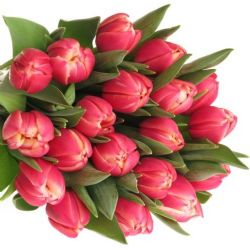  İthal Tulipa Du Columbus (Lale-50 dal-37 cm)
