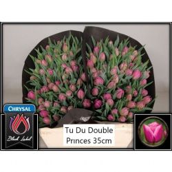  İthal Tulipa Du Double Princes (Lale-50 Dal-35cm)