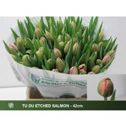  İthal Tulipa Du Etched Salmon (Lale-50 dal-40 cm)