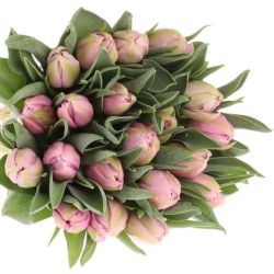  İthal Tulipa DU Katinka (Lale-50 dal-36 cm)