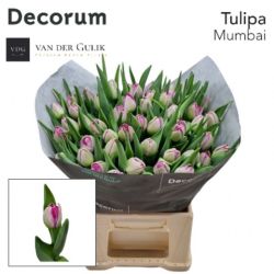 İthal Tulipa Du Mumbai (Lale-10 dal-42 cm)