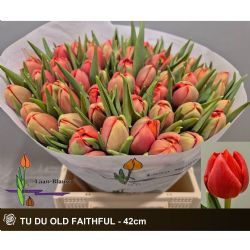  İthal Tulipa Du Old Faıthful (Lale-50 dal-42 cm)