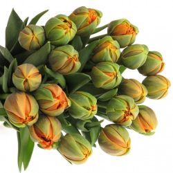  İthal Tulipa Du Orange Princes (Lale-50 dal-35cm)