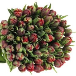 İthal Tulipa DU Red Princess (Lale-50 dal-38 cm)