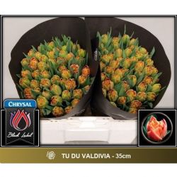  İthal Tulipa DU Valdivia (Lale-50 dal-35 cm)