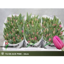  İthal Tulipa EN Ace Pink ( Lale-50 dal-35 cm)