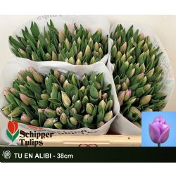  İthal Tulipa En Alibi (Lale-50 dal-38 cm)