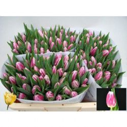  İthal Tulipa EN Bojangles (Lale-10 dal-36 cm)