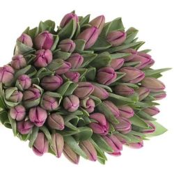  İthal Tulipa EN Bullit (Lale-50 dal-37 cm)
