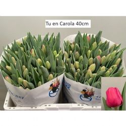  İthal Tulipa En Carola  (10 dal-40 cm)