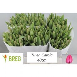  İthal Tulipa En Carola (50 dal-40 cm)