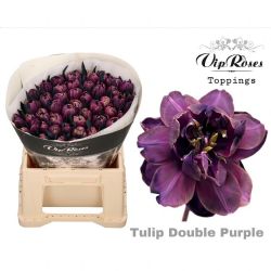  İthal Tulipa En Double Purple (Lale-50dal-38cm)