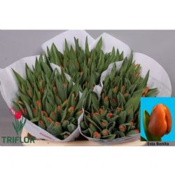  İthal Tulipa En Esta Bonita (Lale-50 dal-37cm)