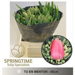  İthal Tulipa En Menton (Lale-50dal-45cm)