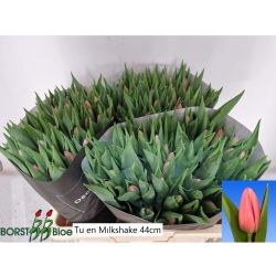  İthal Tulipa EN Milkshake (Lale-50 dal-44 cm)