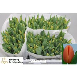  İthal Tulipa En Orange Juice (Lale-50 dal-38 cm)