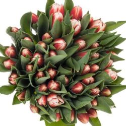  İthal Tulipa EN Outfit (Lale-50 dal-39 cm)