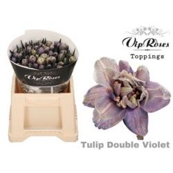  İthal Tulipa En Paint Violet (Lale-50 dal-38cm)