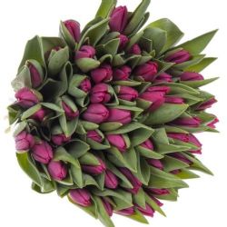  İthal Tulipa En Pink Ardour (Lale-10 dal-40cm)