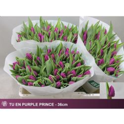  İthal Tulipa En Purple Prince (Lale-50 dal-35cm)